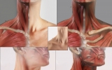 neck_muscles01l